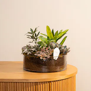 Green Paradise | Glass Pot