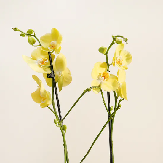 Pure Sunshine Orchid Plant Vase