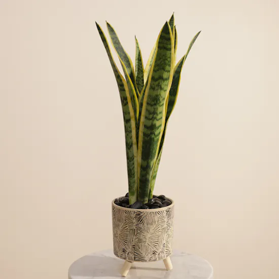 Sanseveria Snake Plant