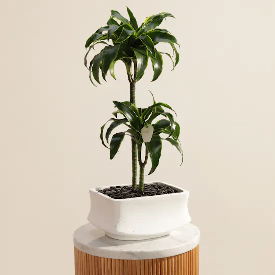 Delightful Dracaena Lemon Lime Plant