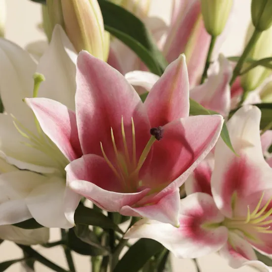 Harmonious Blend Lily Vase | 8 Flowers