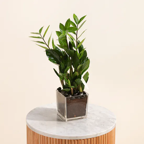 Zamia Plant | Square Glass Pot