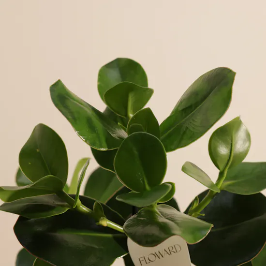 Shiny Green Clusia Rosea Princess Plant