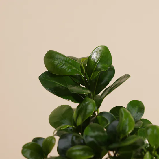 Magical Ficus Ginseng Plant