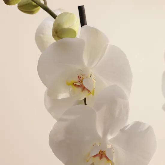 Graceful White Phalaenopsis Plant