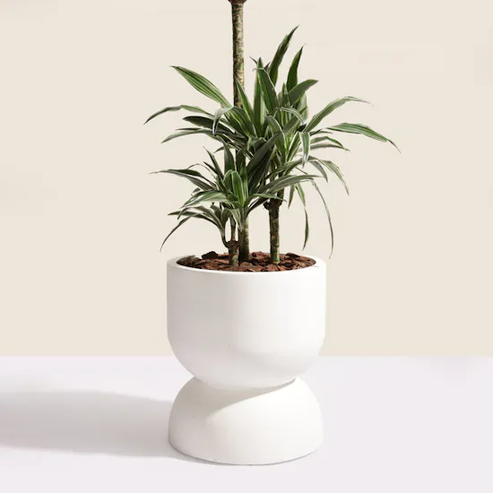 Fancy Big Dracaena Warnecki Plant