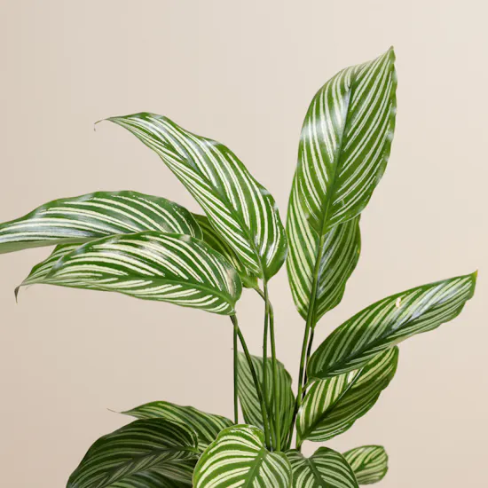 Elegant Calathea Vittata Plant