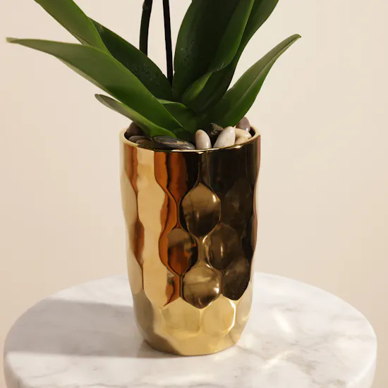 Spark White Orchid Plant