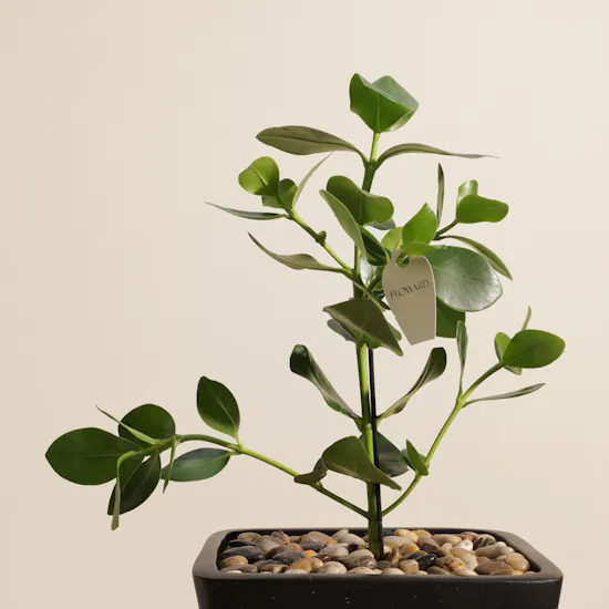 Charming Clusia Rosea Plant