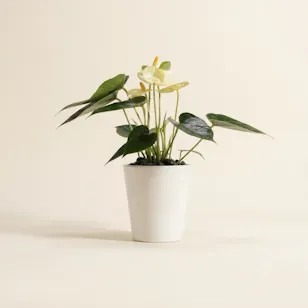 Yellow Anthurium Plant