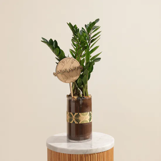 Kenyan Zamioculcas Earth Day Plant