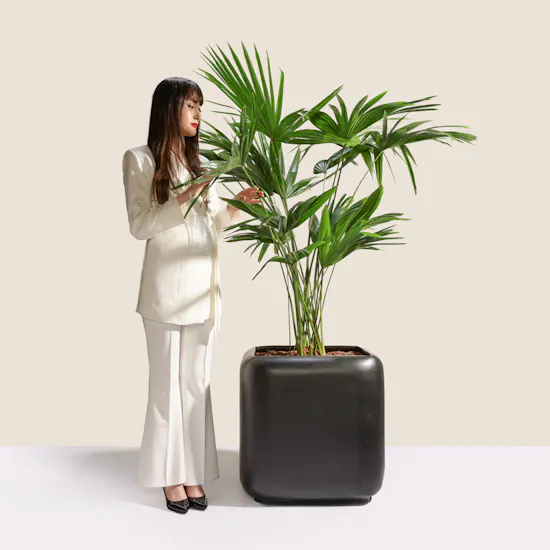 Verdant Big Livistona Chinensis Palms