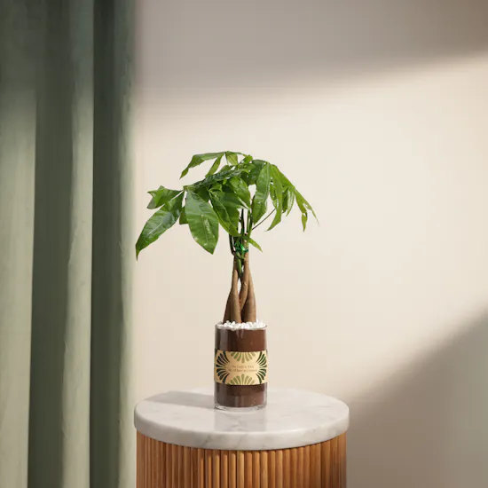 Caribbean Pachira Aquatica Earth Day Plant