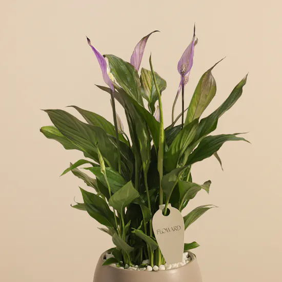 Dreamy Purple Spathiphyllum Plant