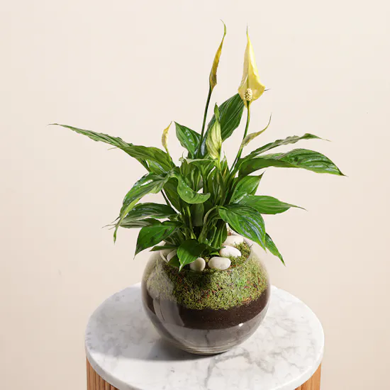 Gorgeous | Yellow Peace Lily