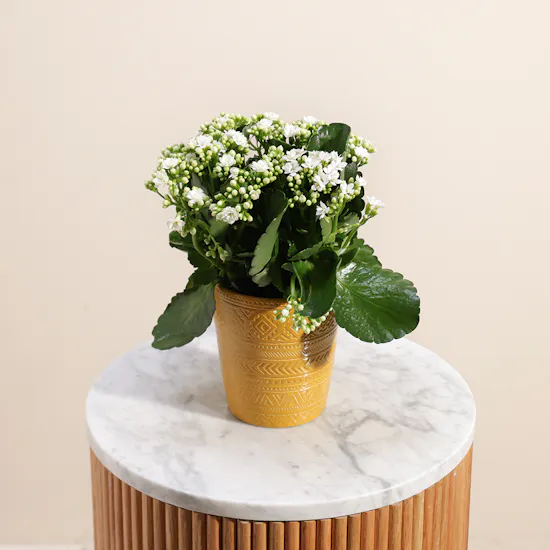 White Kalanchoe Plant