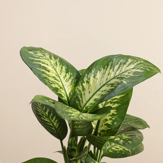 Stunning Large Dieffenbachia Plant