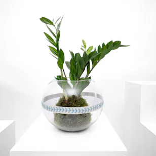 Green Zamia | Glass Bowl