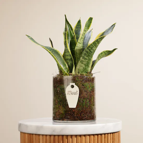 Sansevieria Snake Plant