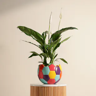 White Spathiphyllum Bingo Plant