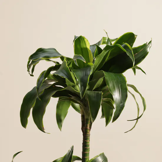 Fantastic Dracaena Fragrans Plant