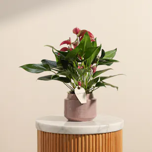 Regal Purple Anthurium Plant Regal Purple Anthurium Plant