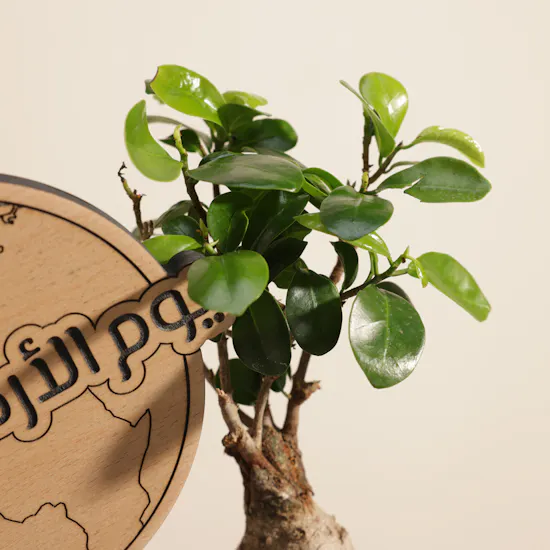 Stunning Japanese Ficus Ginseng Earth Day Plant