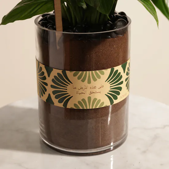 Delight Colombia Peace Lily Earth Day Plant