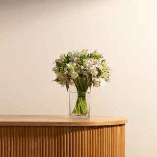 Cherished Alstroemeria