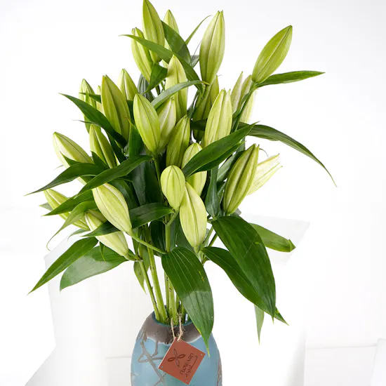 White Lilies | Blue Vase