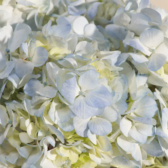 Dreamy Light Blue Hydrangea Vase