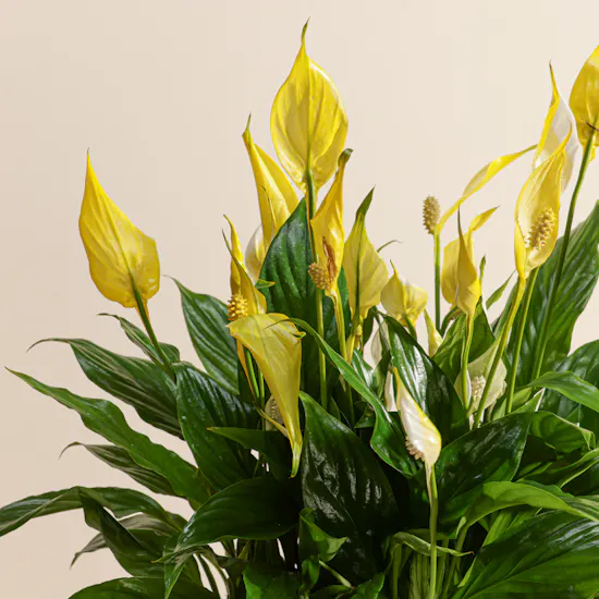 Elegant Yellow Spathiphyllum Plant