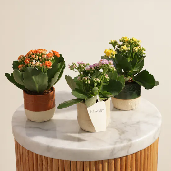 Majestic Small Kalanchoe Plants Set