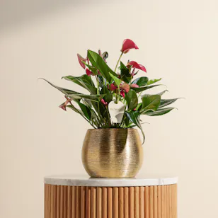 Purple Charm Anthurium Plant