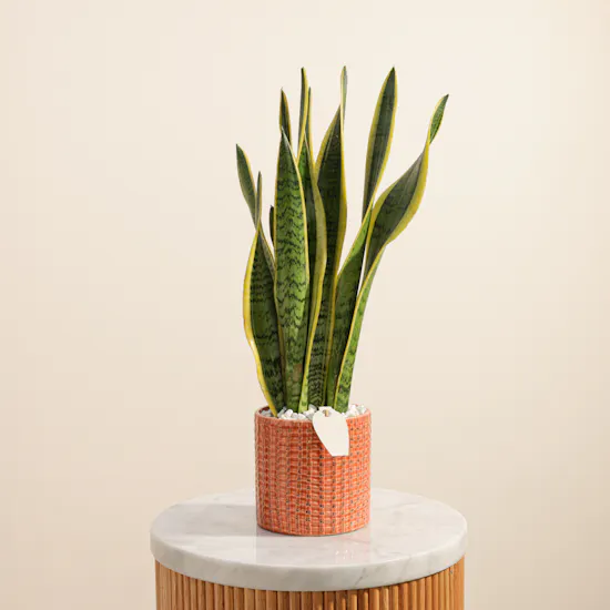 Fancy Sansevieria Laurentii Plant Pot