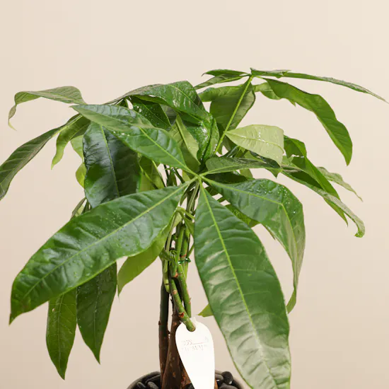 Elegant Pachira Plant