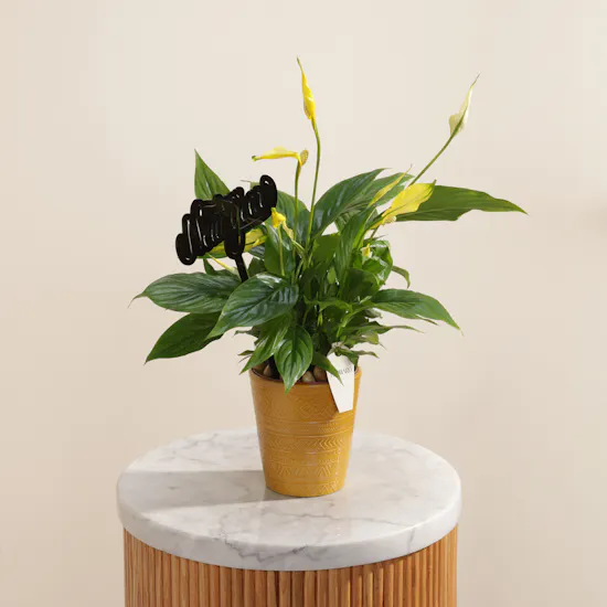 Yellow Spathiphyllum Happy New Year Plant