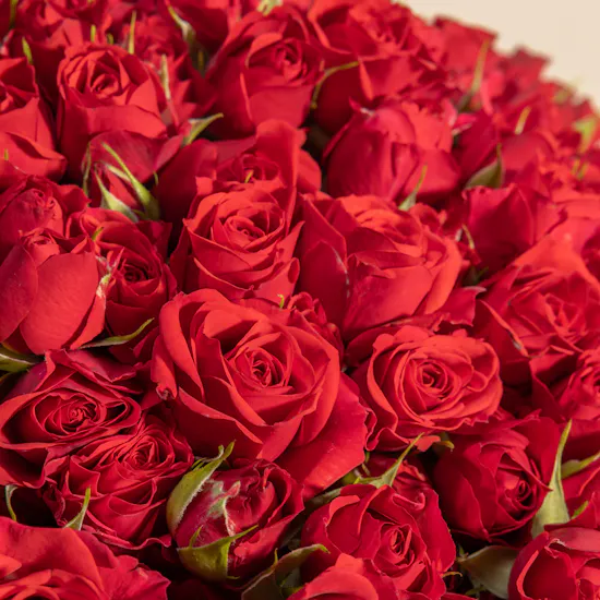 100 Red Baby Roses Vase