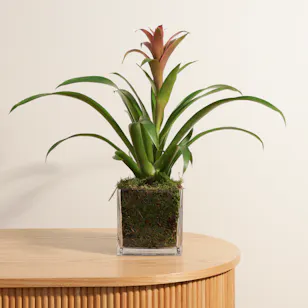 Pink Guzmania Plant | Glass Pot