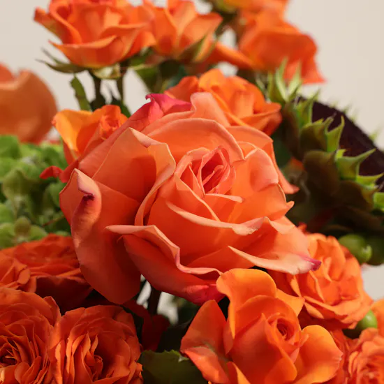 Sunlit Verse Flower Box