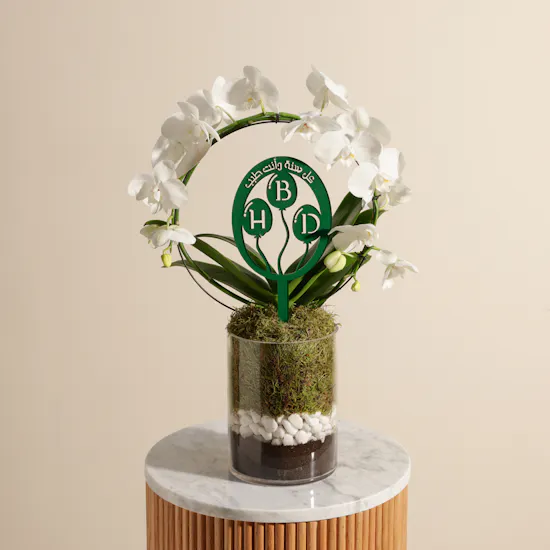 Elegant Birthday Phalaenopsis Plant