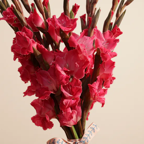 Gladiolus La Zamora | Flowers Bouquet