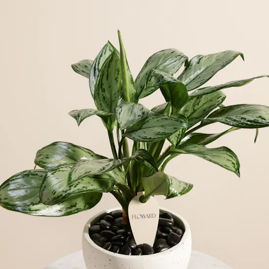 Charming Aglaonema Christina Plant