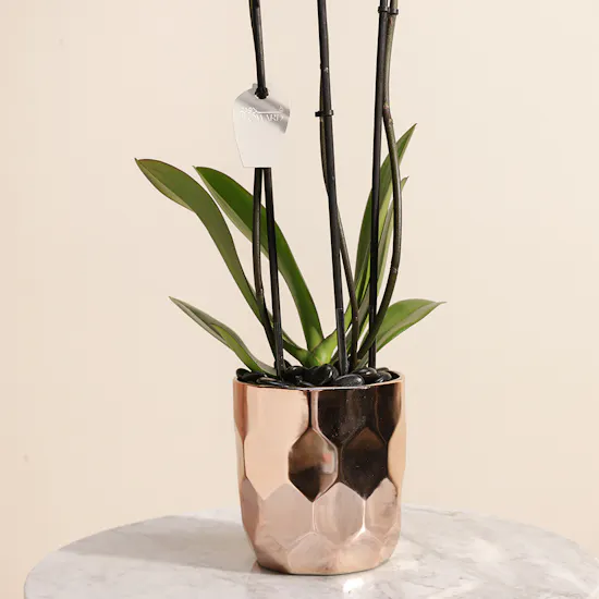 Eternal Love | White Orchid Plant