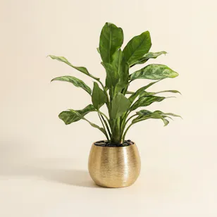 Fancy Aglaonema Maria Plant