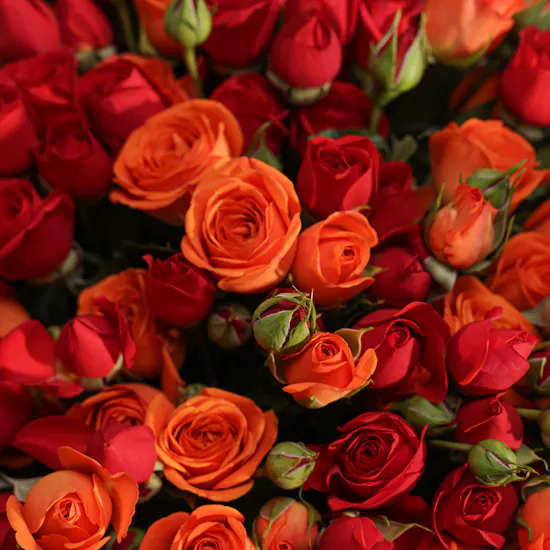 Roses Dream Bouquet