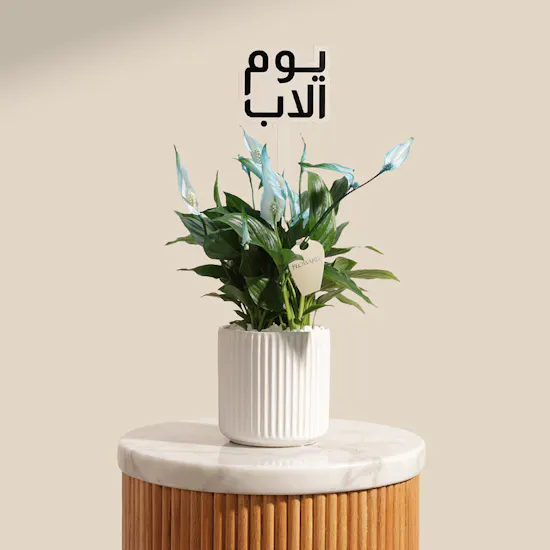 مزهرية نبتة سباثيفيلوم زرقاء الهادئة ليوم الأب