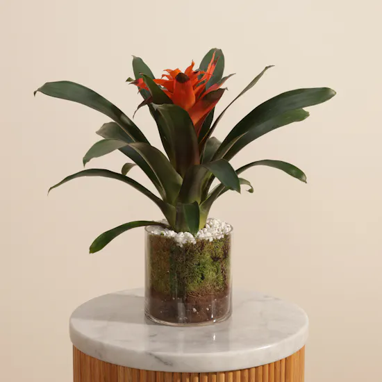 Radiant Orange Guzmania Plant