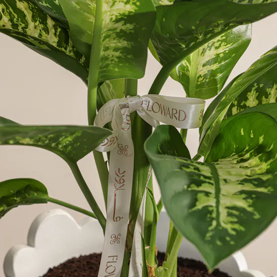 Refreshing Green Dieffenbachia Plant