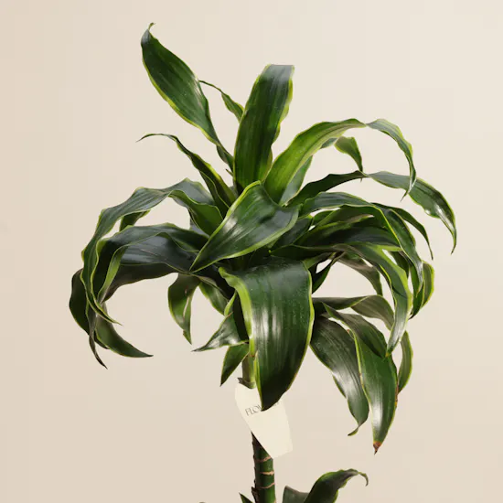Beauty Dracaena Fragrans Plant